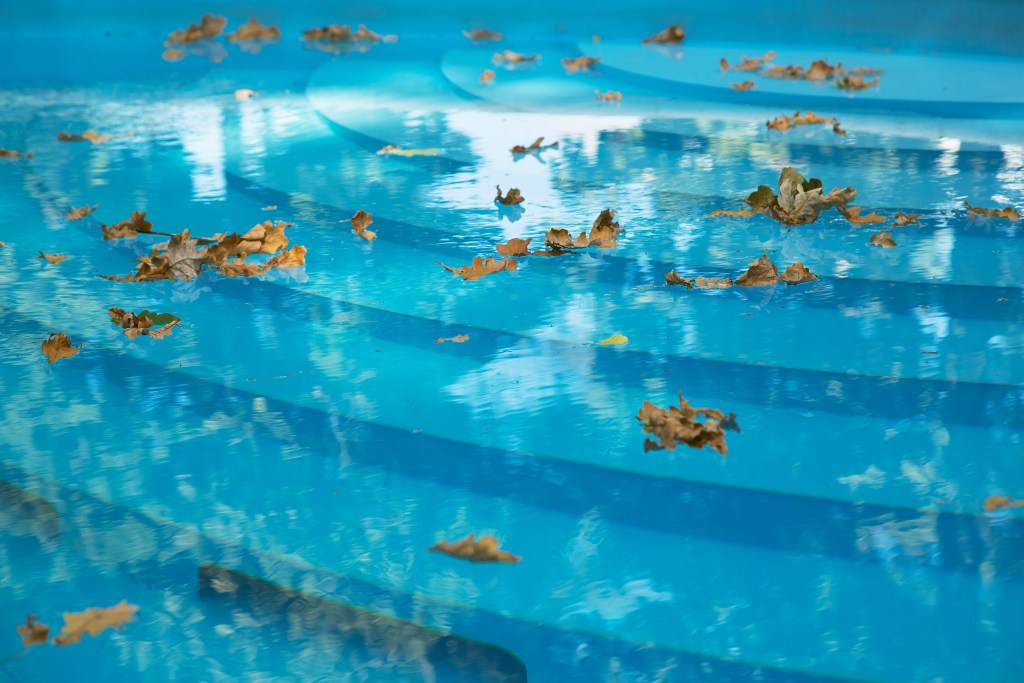 Leaves floating in pool