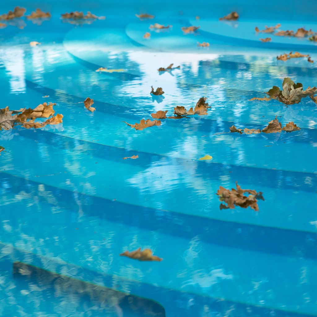 Leaves floating in pool