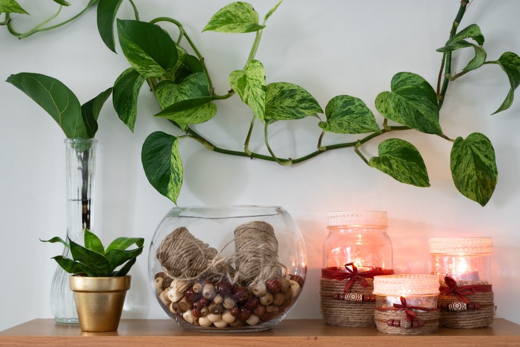 A pothos as a wall vine