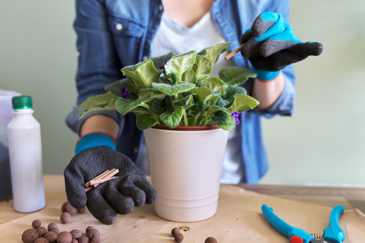 How often should you be fertilizing your indoor plants? HappySprout