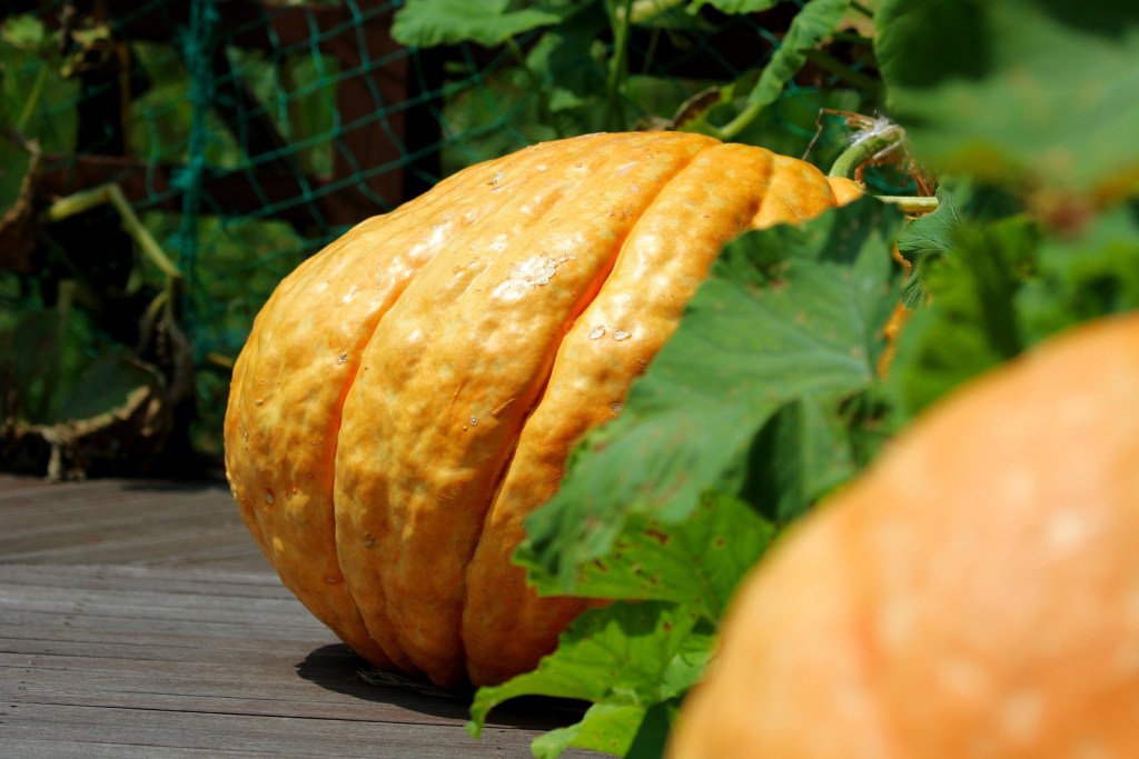 a large pumpkin grows on a vine