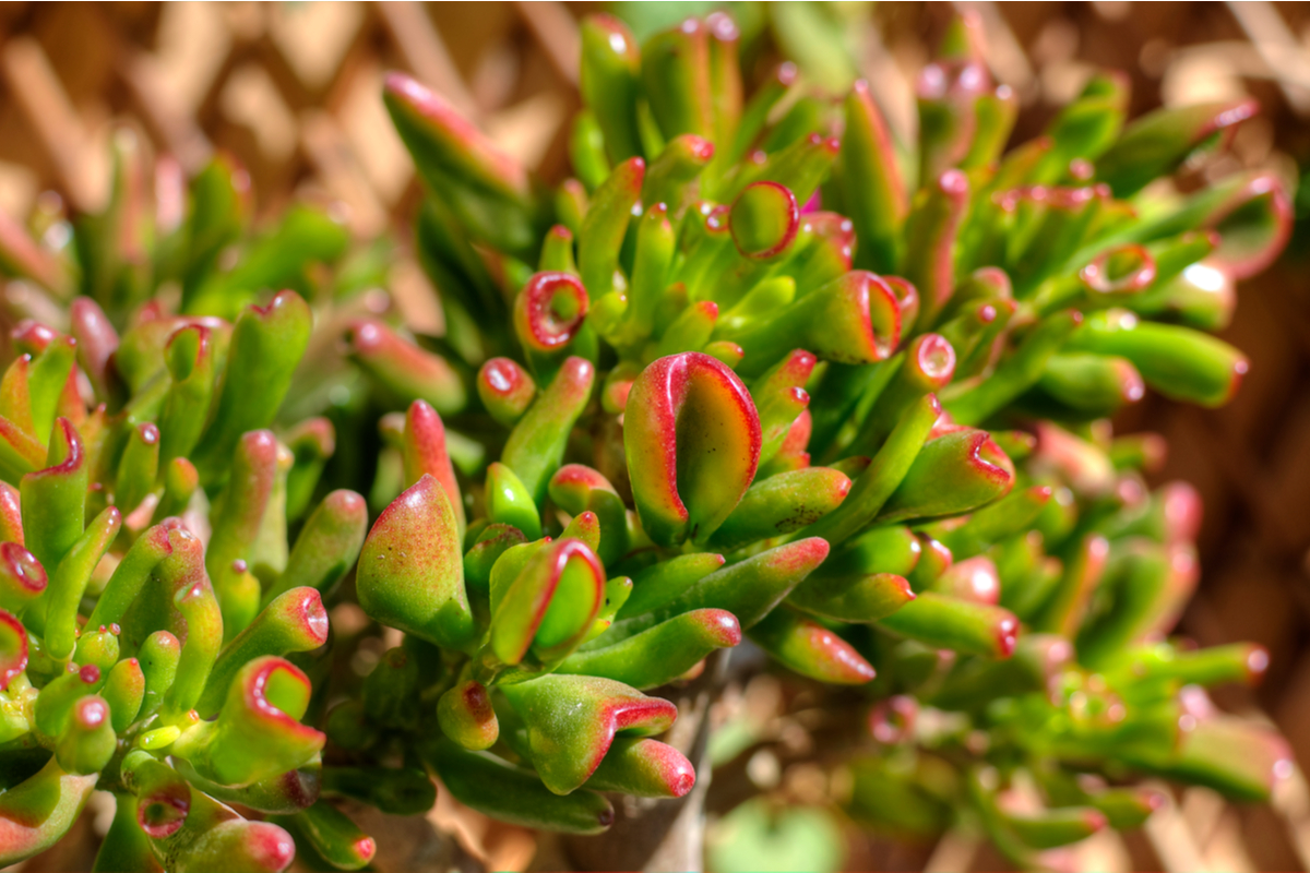 A close-up of red coral succulent leaves