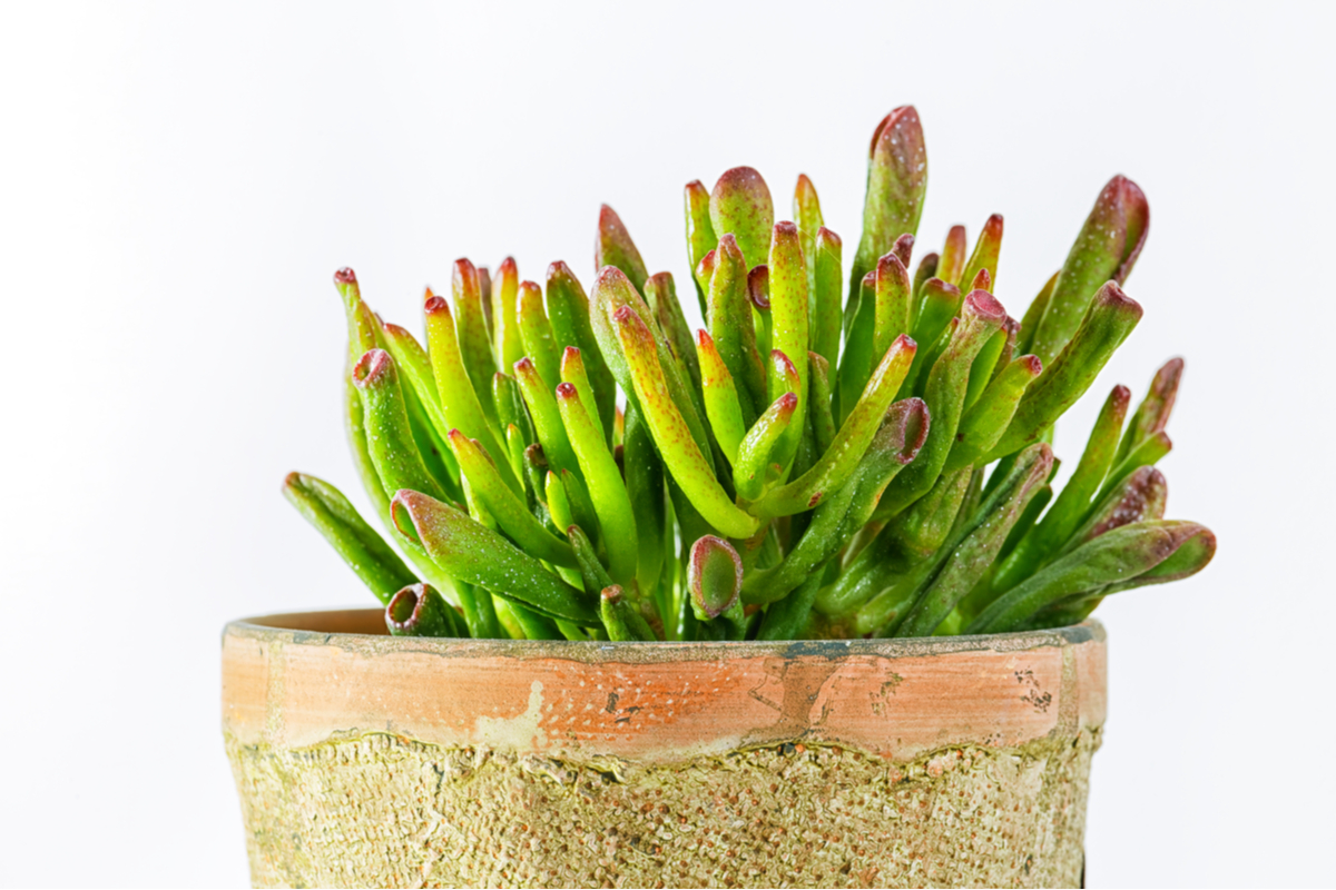 A small red coral succulent