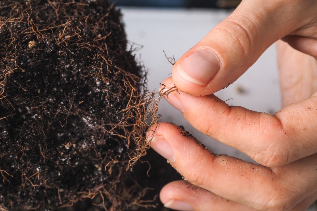 Reddish brown roots rotting