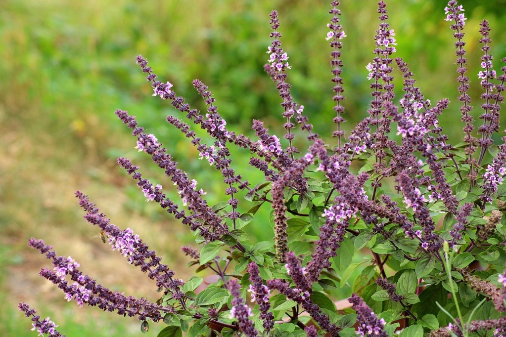 A sage plant with purple flowers