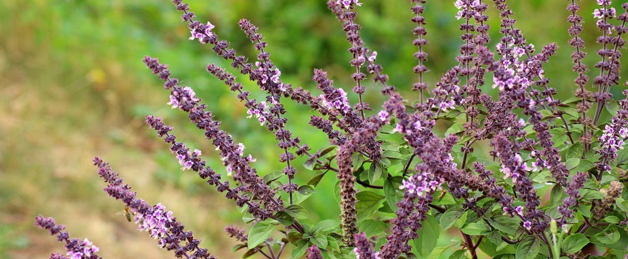 A sage plant with purple flowers