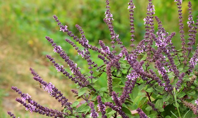 A sage plant with purple flowers