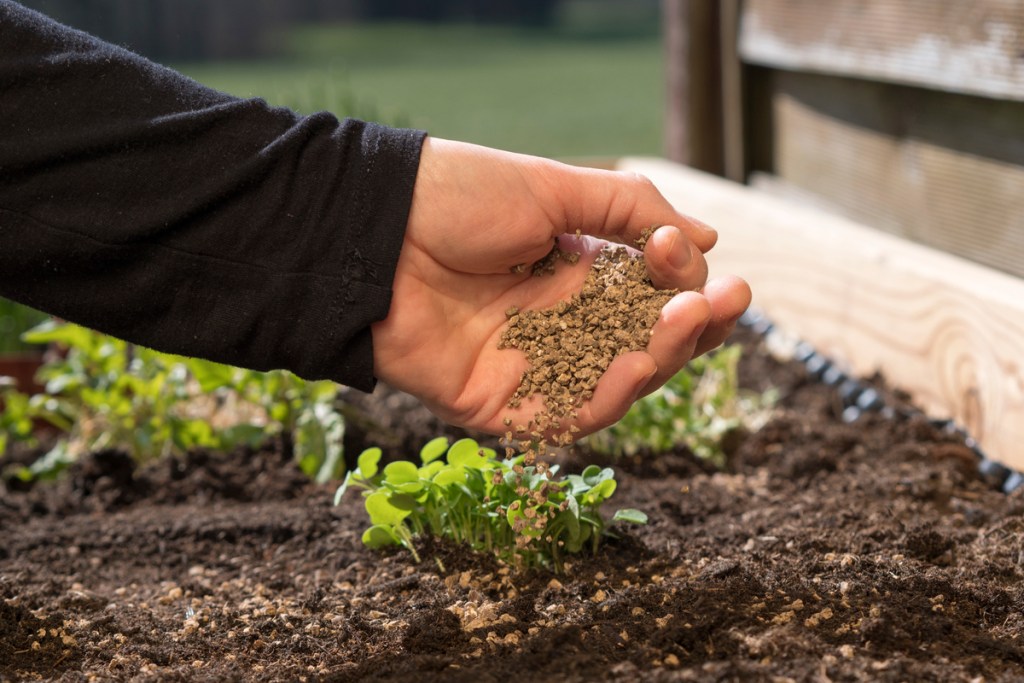 Scattering bone meal fertilizer over a plant