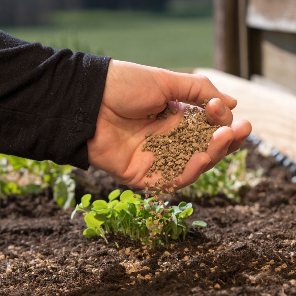 Scattering bone meal fertilizer over a plant