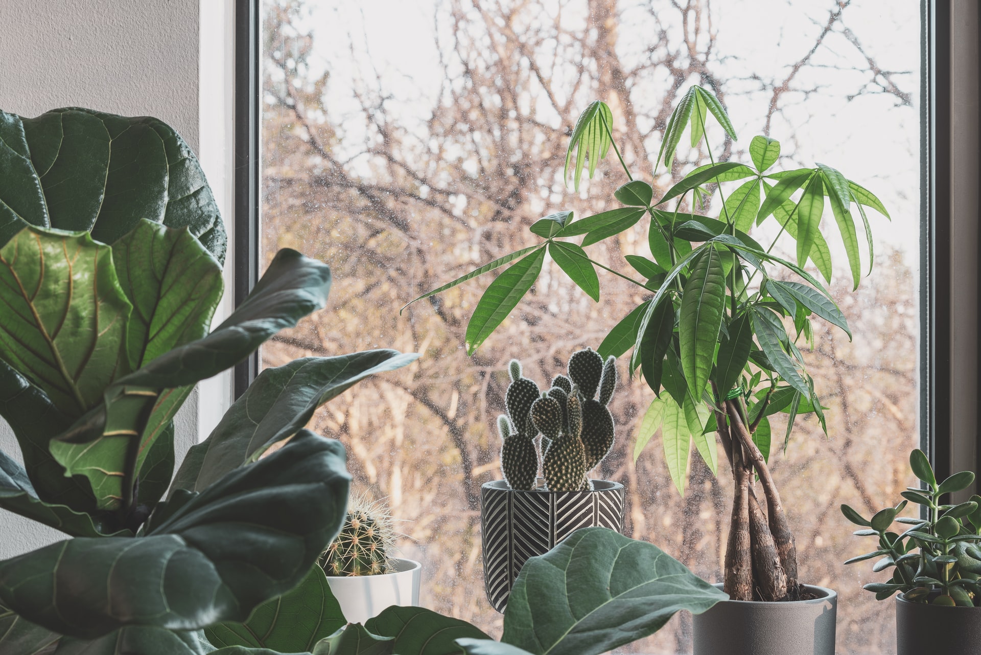 Several houseplants including a money tree and a cactus on a window sill