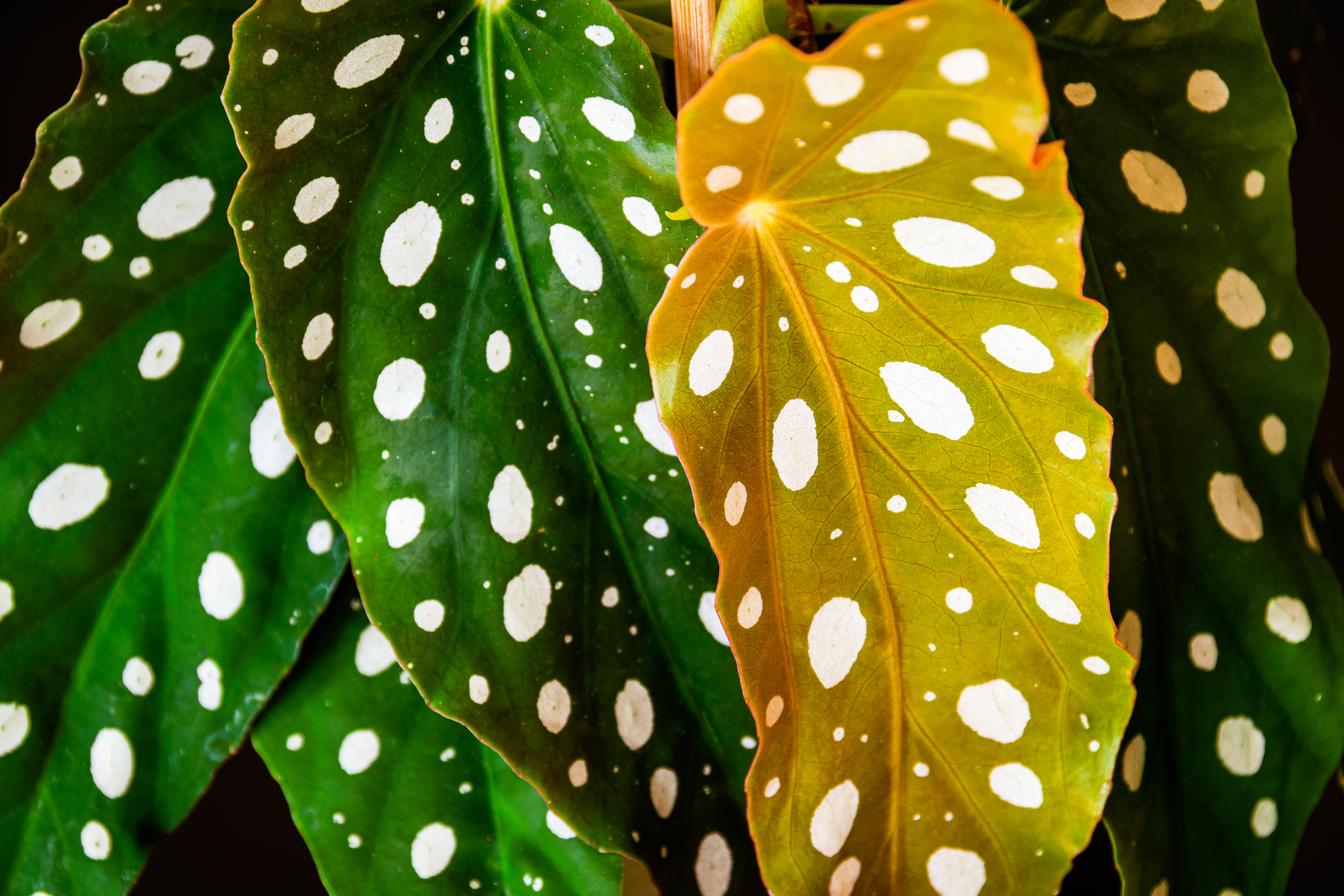 polka dot begonia leaves