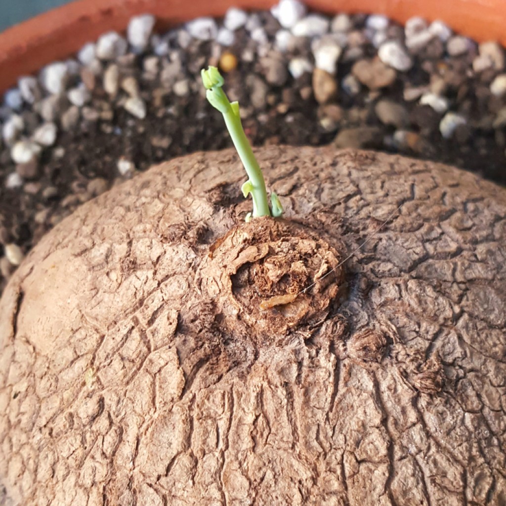 stephania erecta caudex