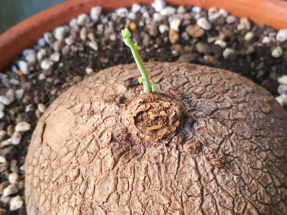 stephania erecta caudex