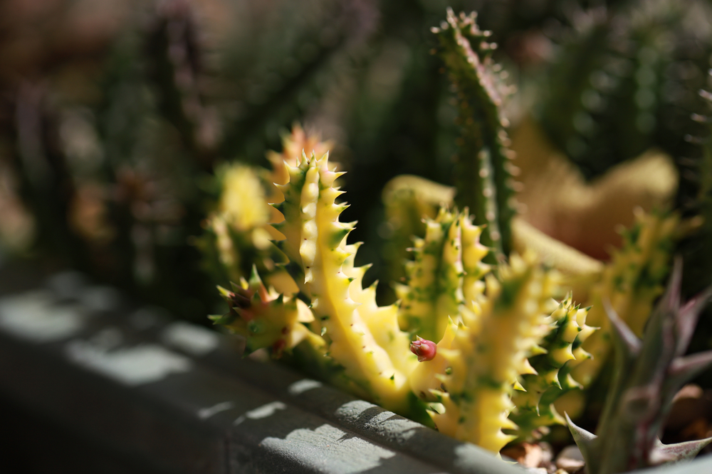 Everything You Need to Know About Mini Cactus Care HappySprout
