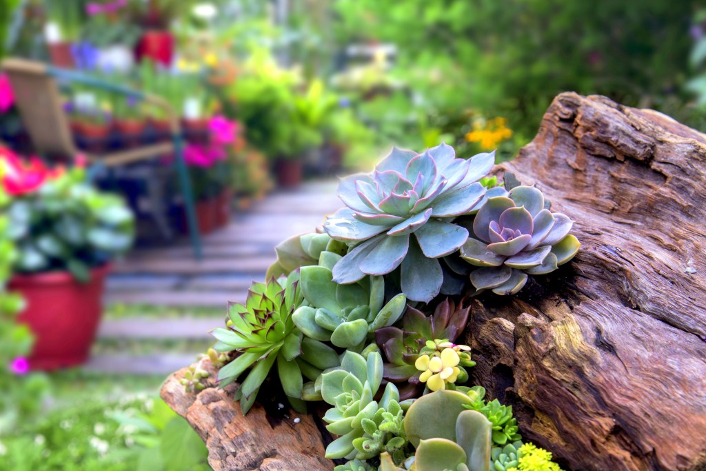 Beautiful succulent garden