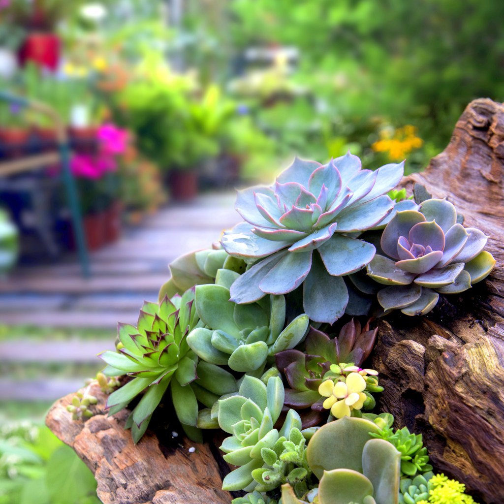 Beautiful succulent garden