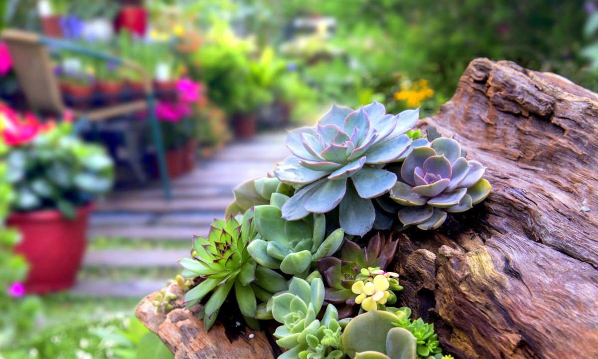 Beautiful succulent garden