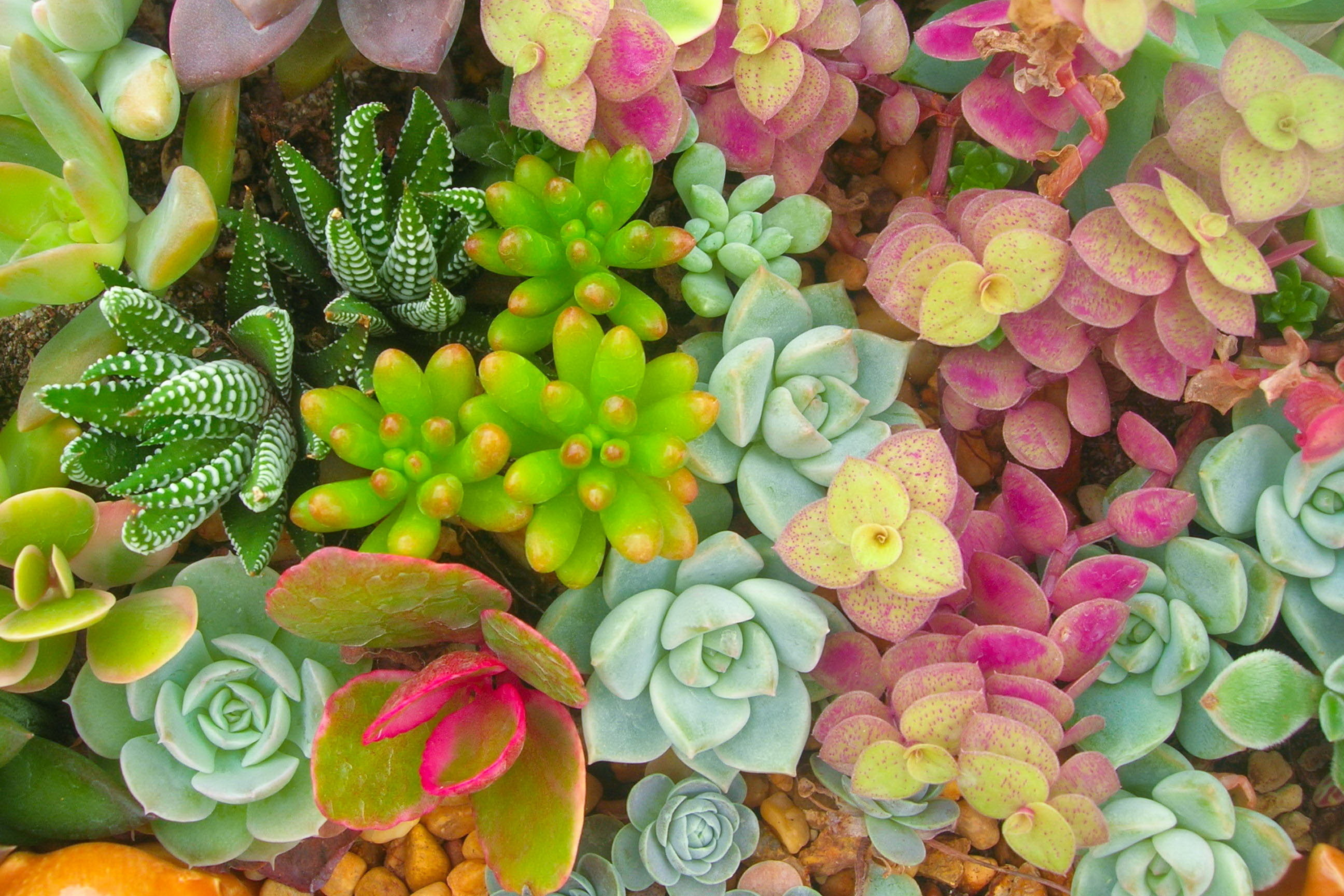 Succulent plants growing outdoors