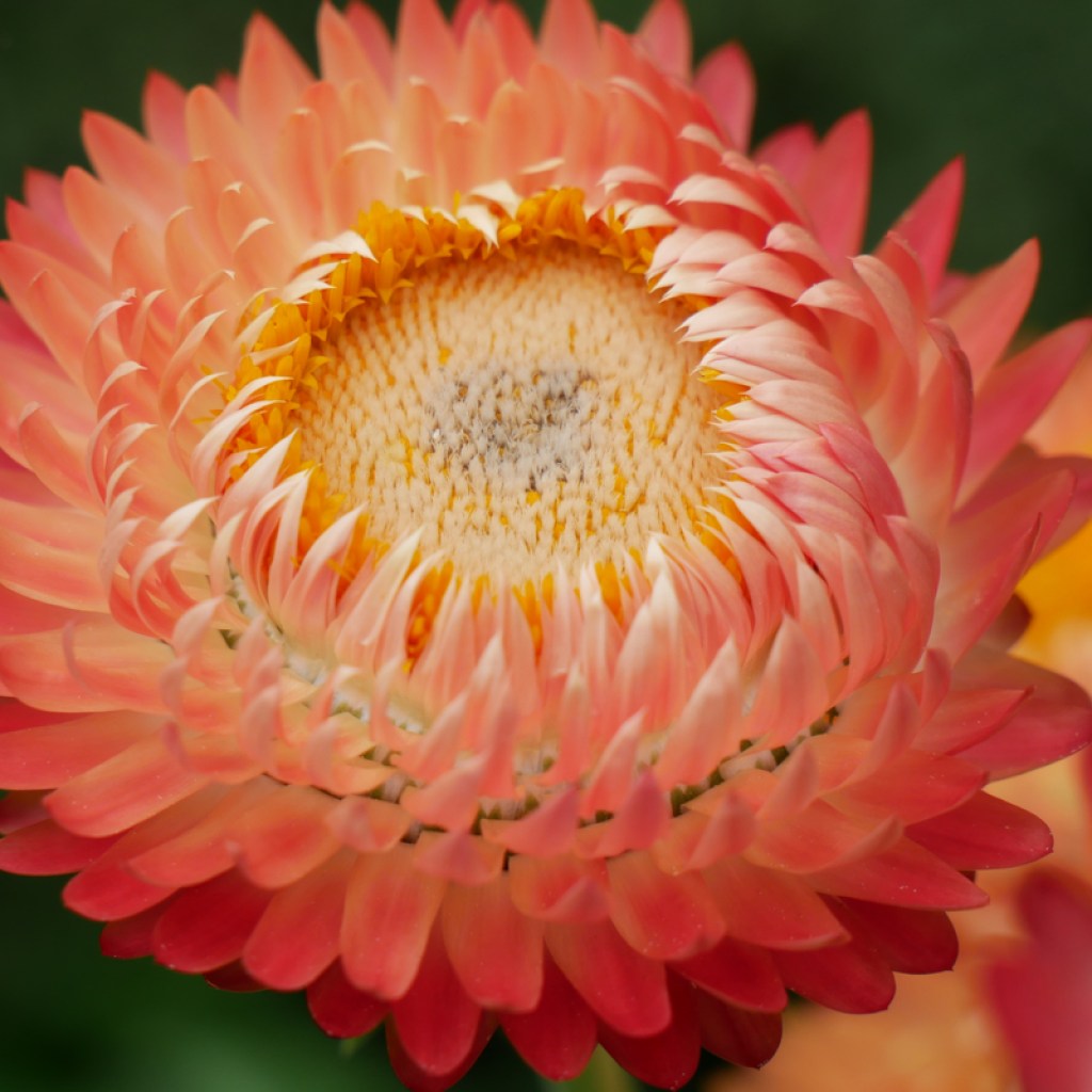 Close-up of a strawflower bloom