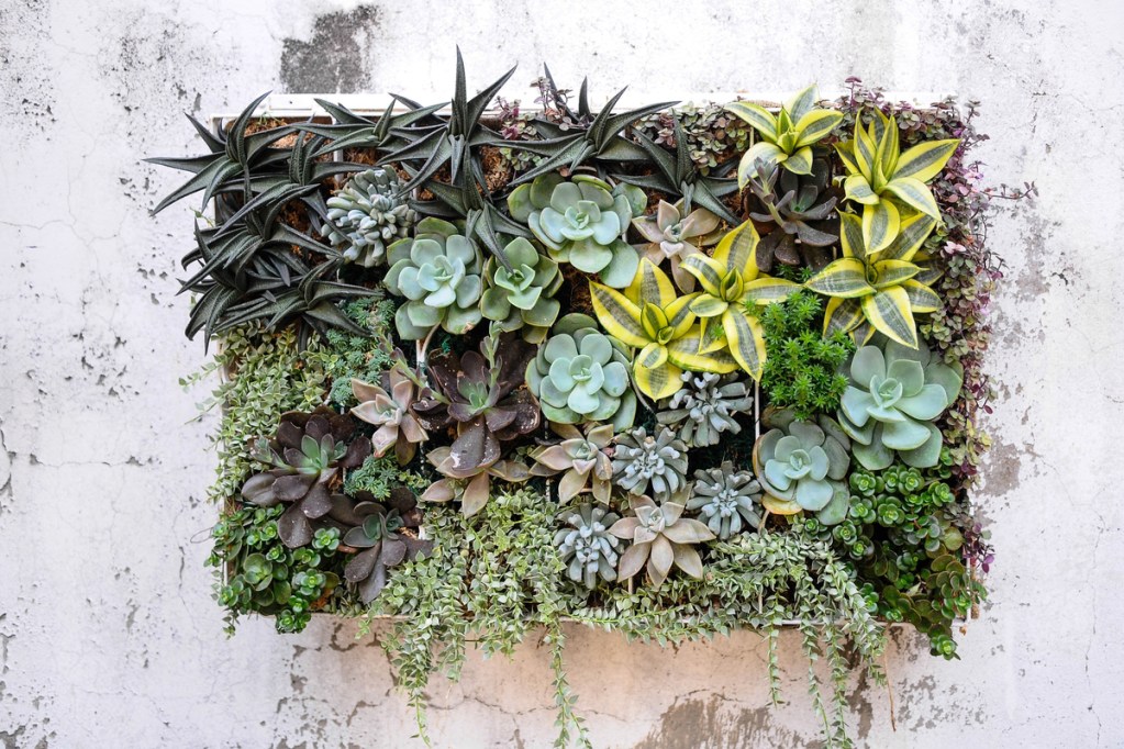 A succulent plant wall garden