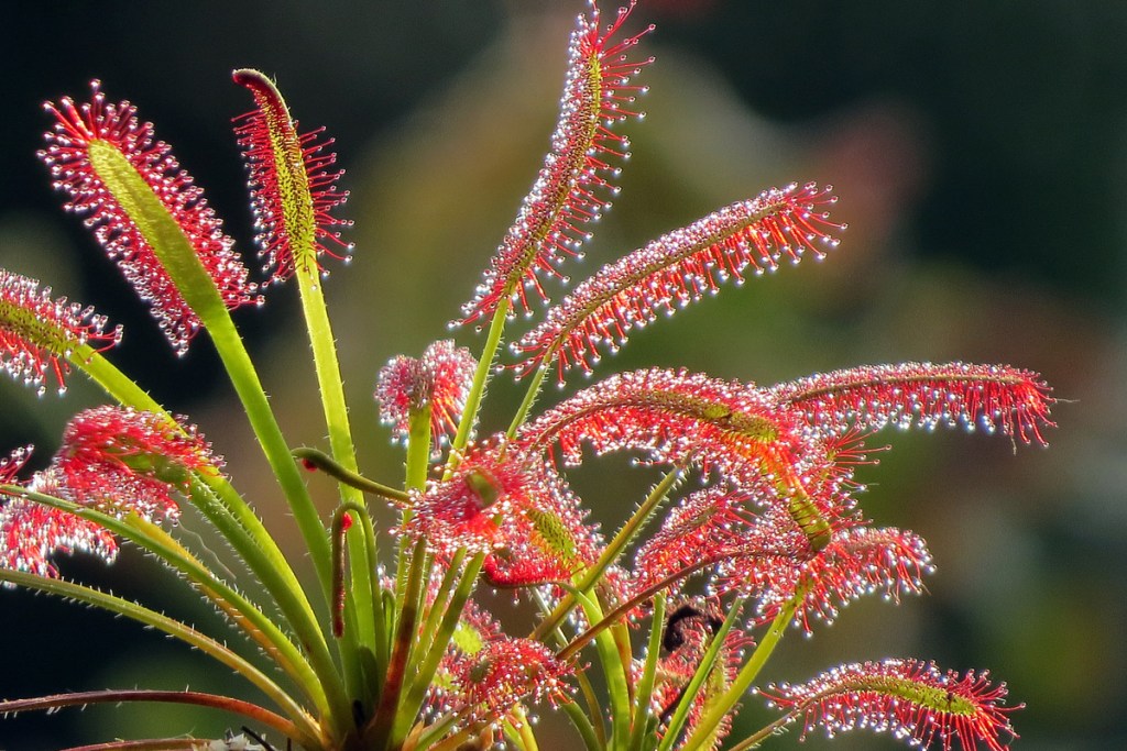 sundew in a garden