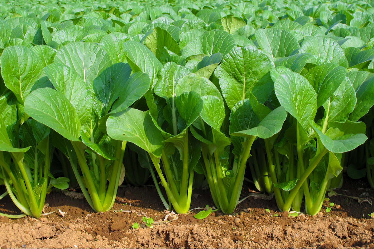  How long does it take spinach to germinate? What you need to know