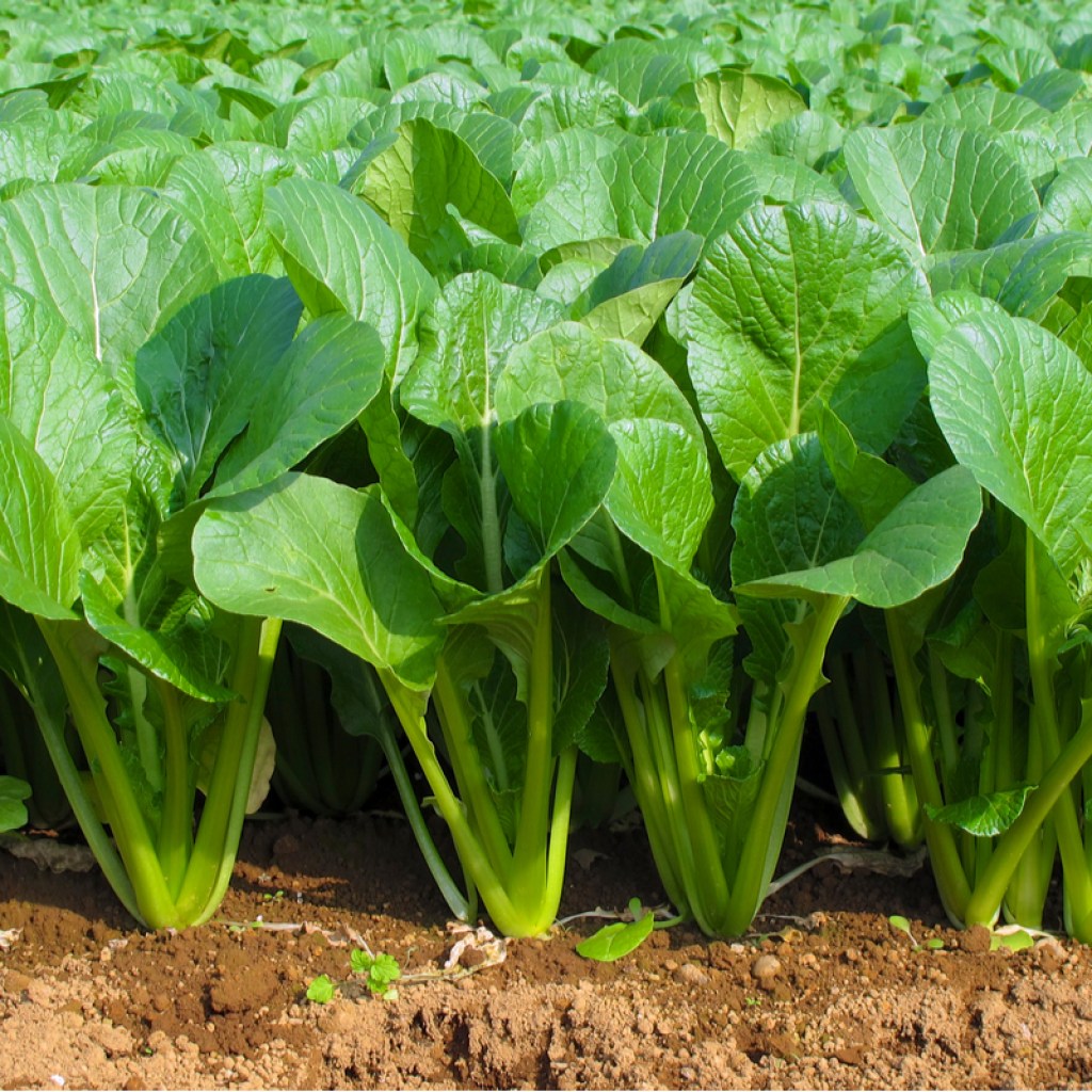 A garden bed of tall spinach plants