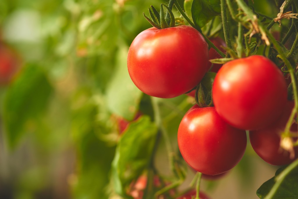 Tomato plant preparing for harvest