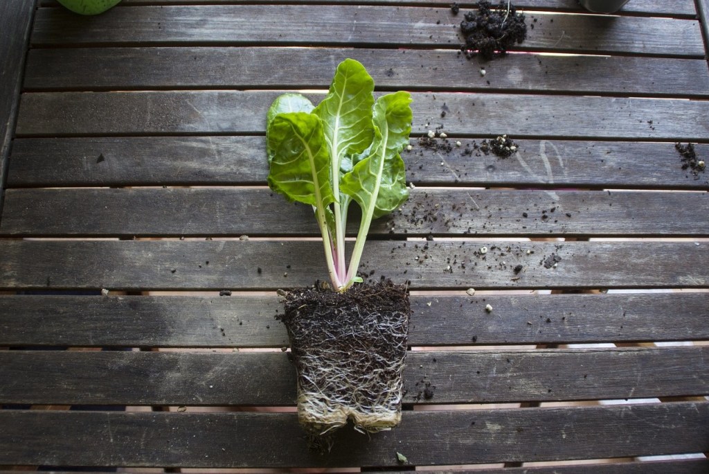 Unpotted plant on wood