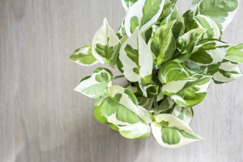 Top-down view of a variegated potted pothos