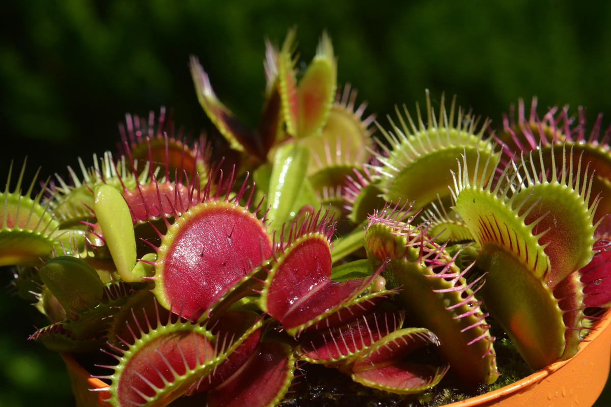 venus flytrap in a garden