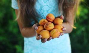 garden stone fruits woman holding peaches 1024x1024