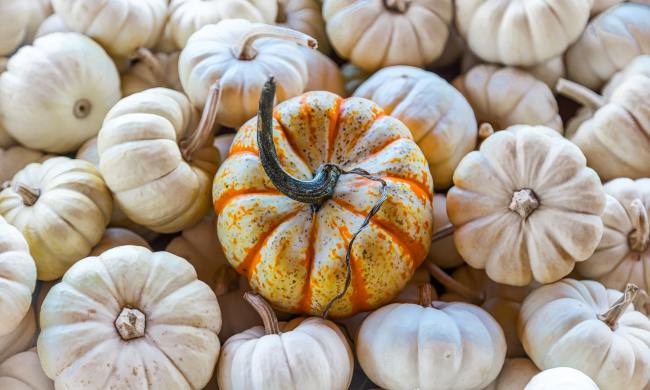 Tiny pumpkins