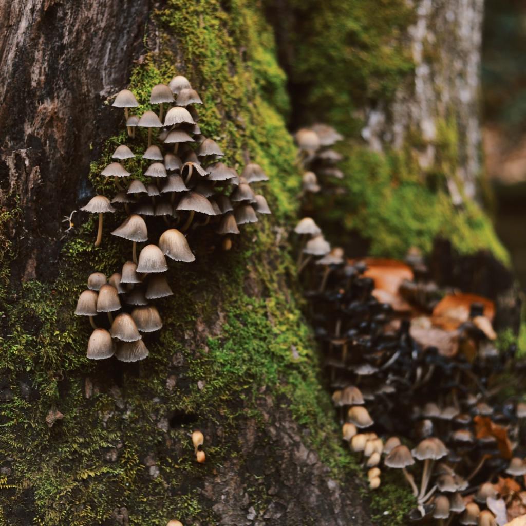 mushrooms on a tree