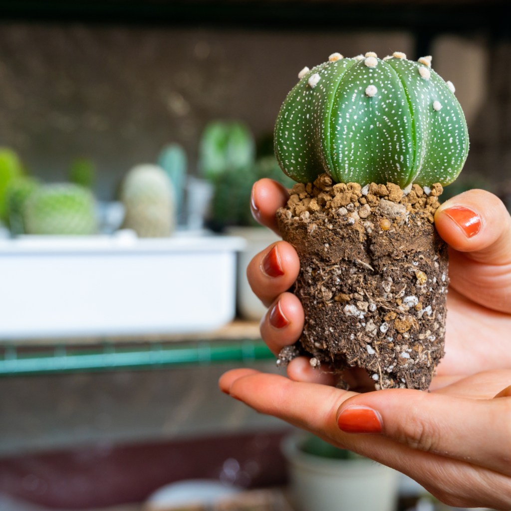 A person holding a small, unpotted cactus