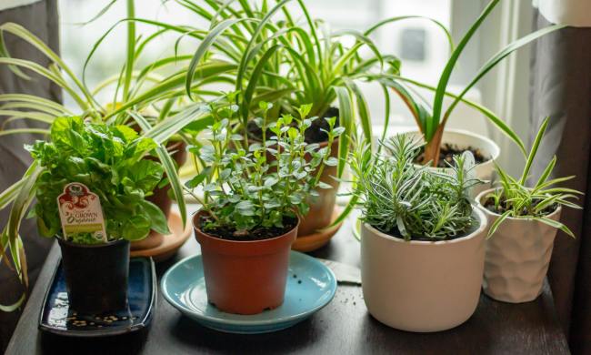 container garden