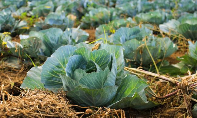 Cabbage crop with mulch