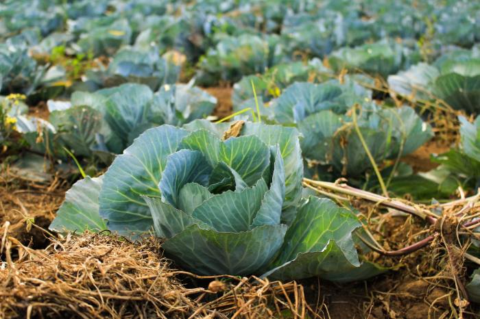 Cabbage crop with mulch
