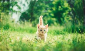 Cat in grass
