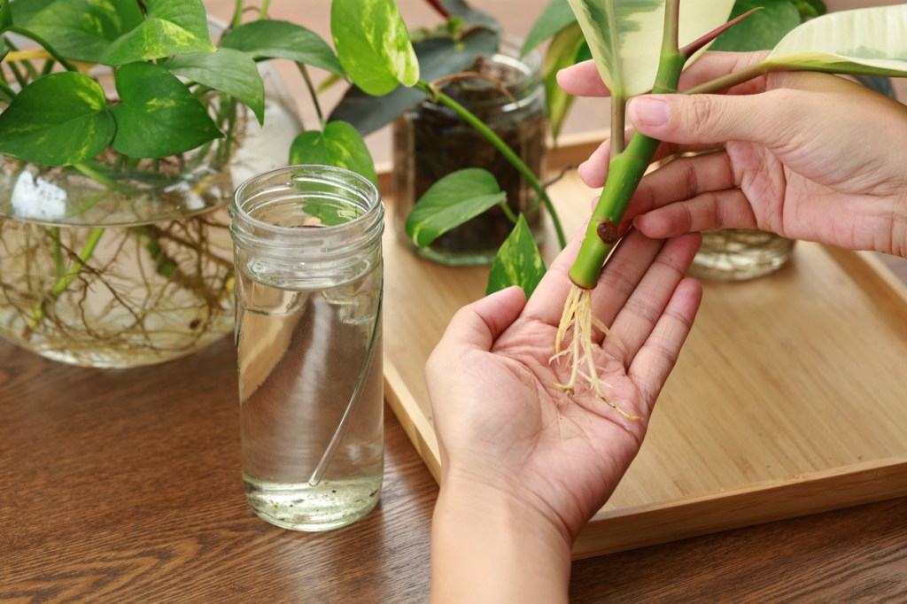 A cutting growing new roots