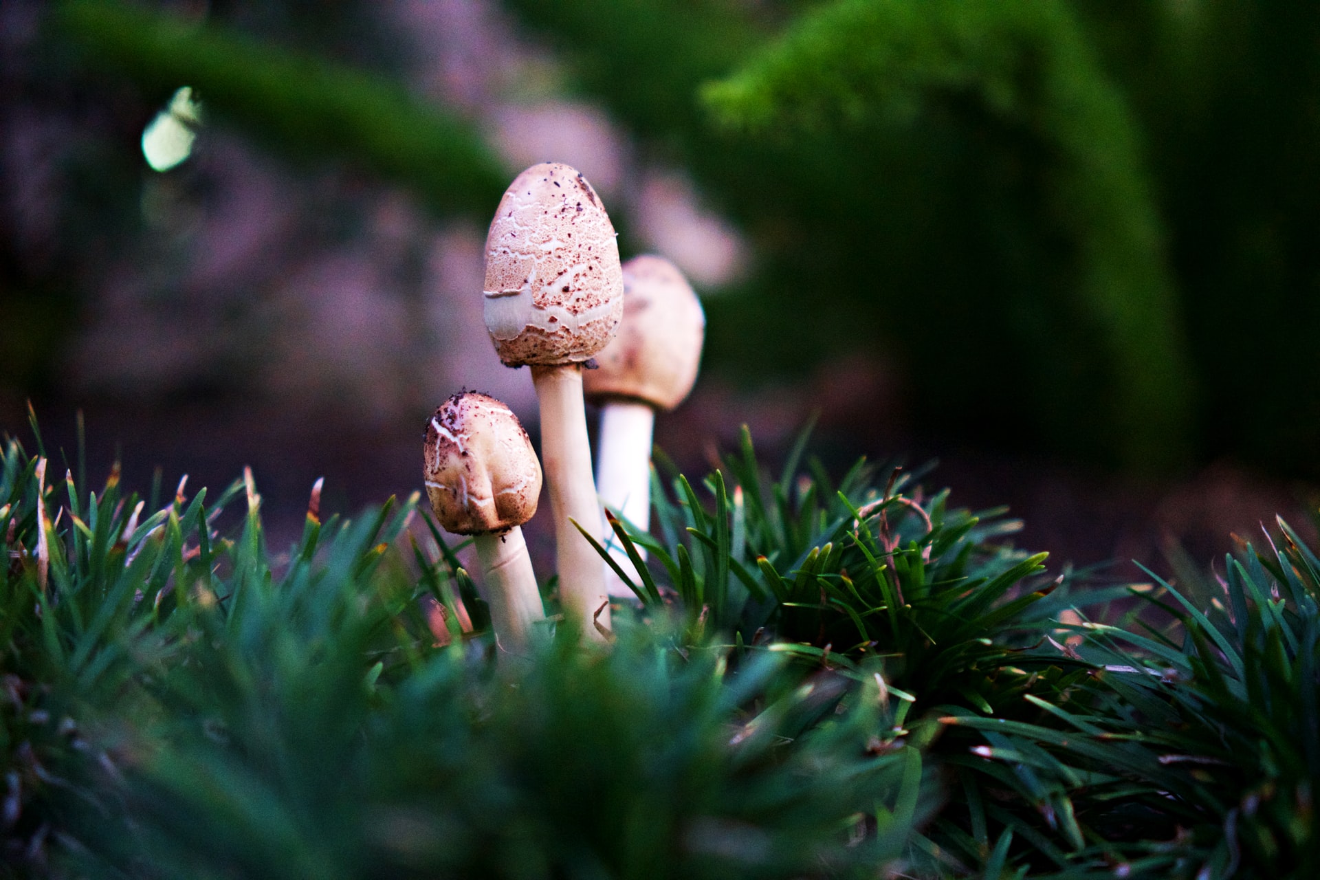 Why fungi are vital to your garden's ecosystem HappySprout