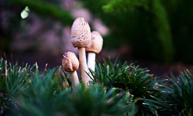 fungi in the woods