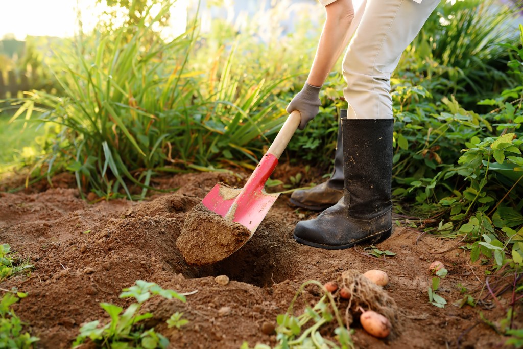 Gardener breaks the surface of the soil with a shovel.