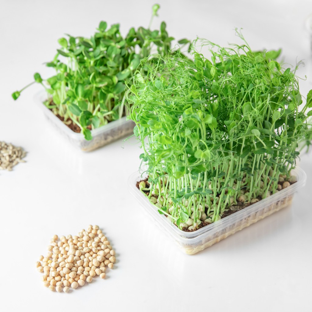A fresh herb growing kit