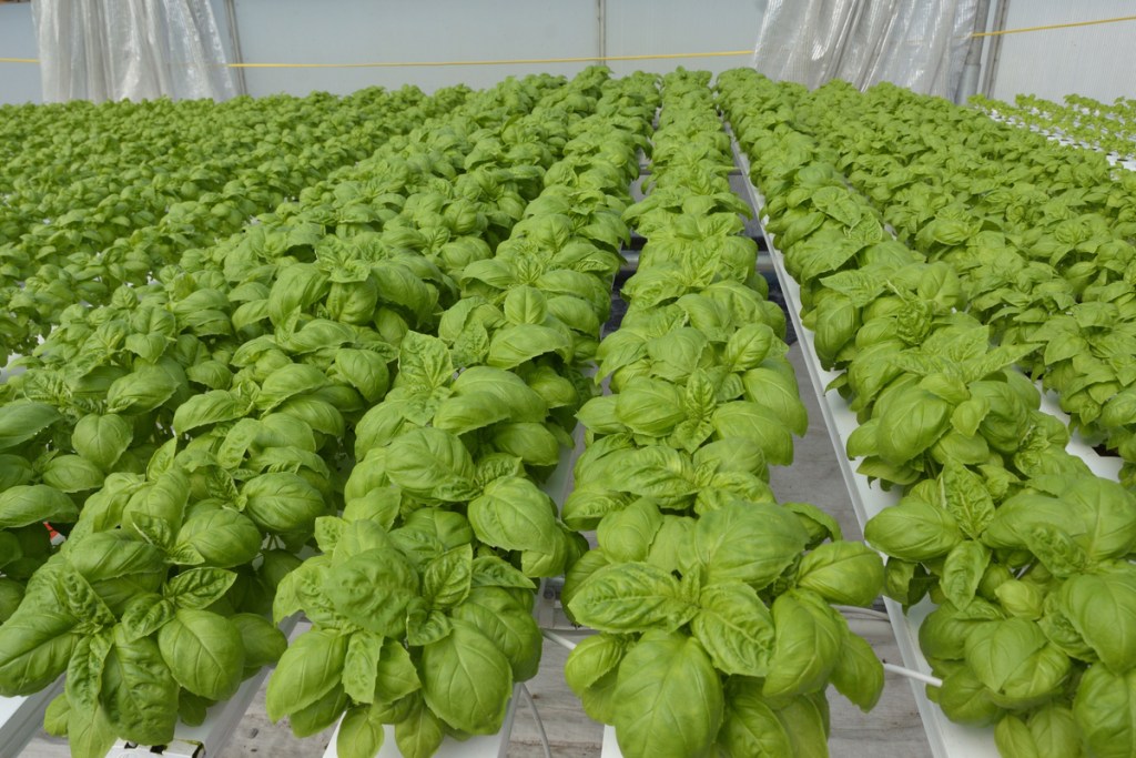Basil growing in a hydroponic system