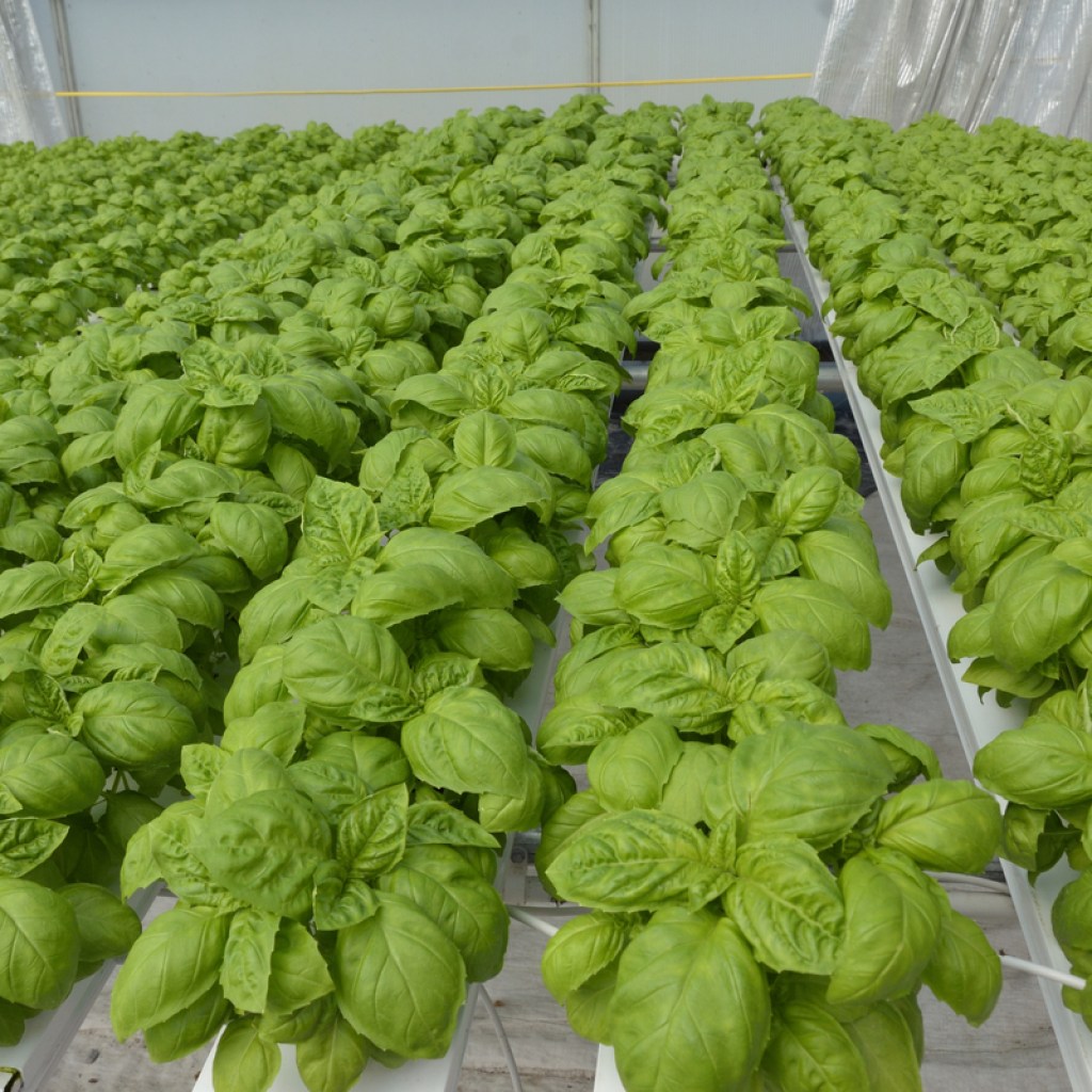 Basil growing in a hydroponic system