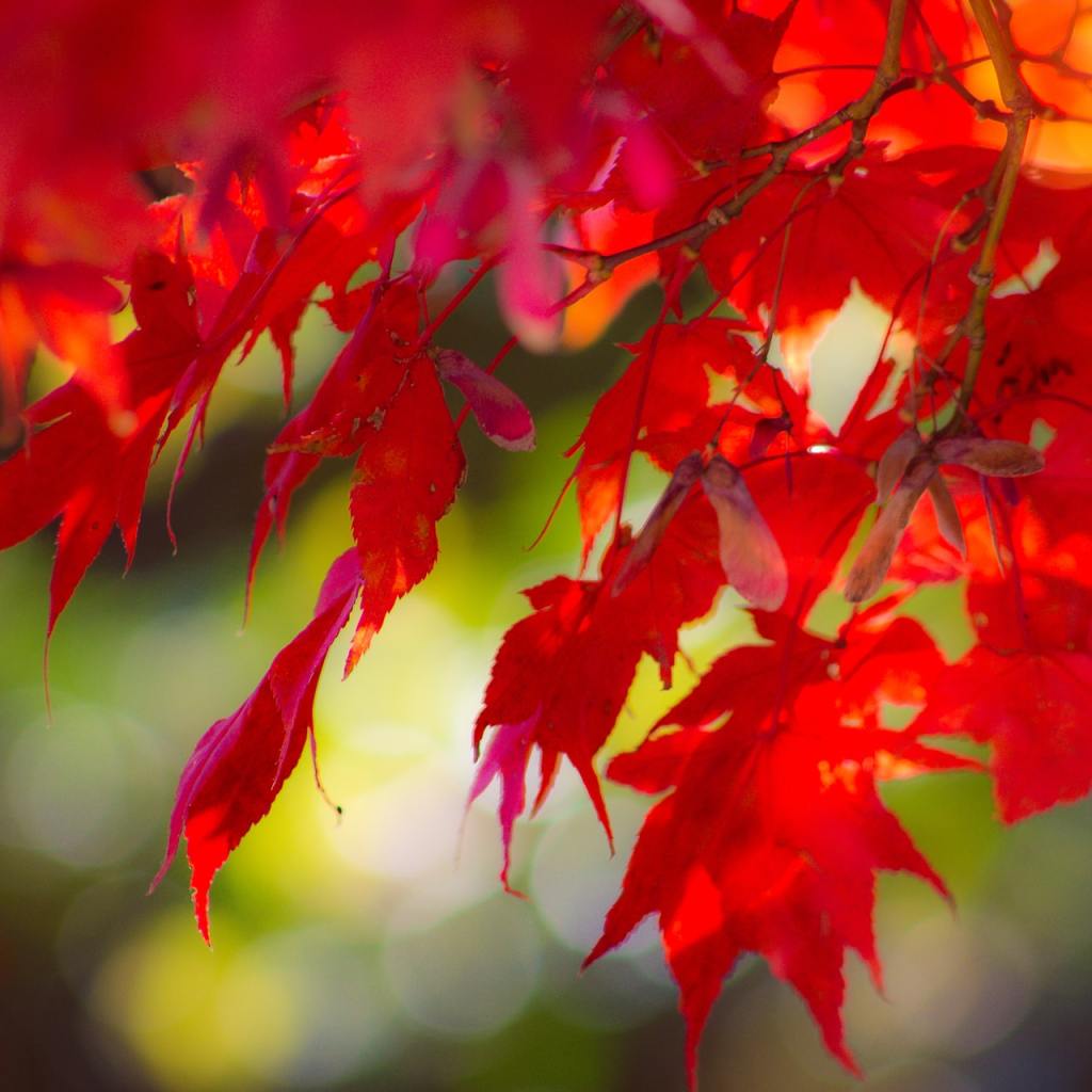 Japanese maple tree