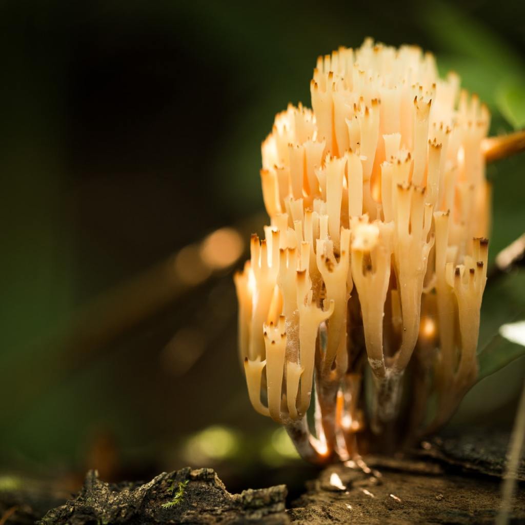 fungi in the woods