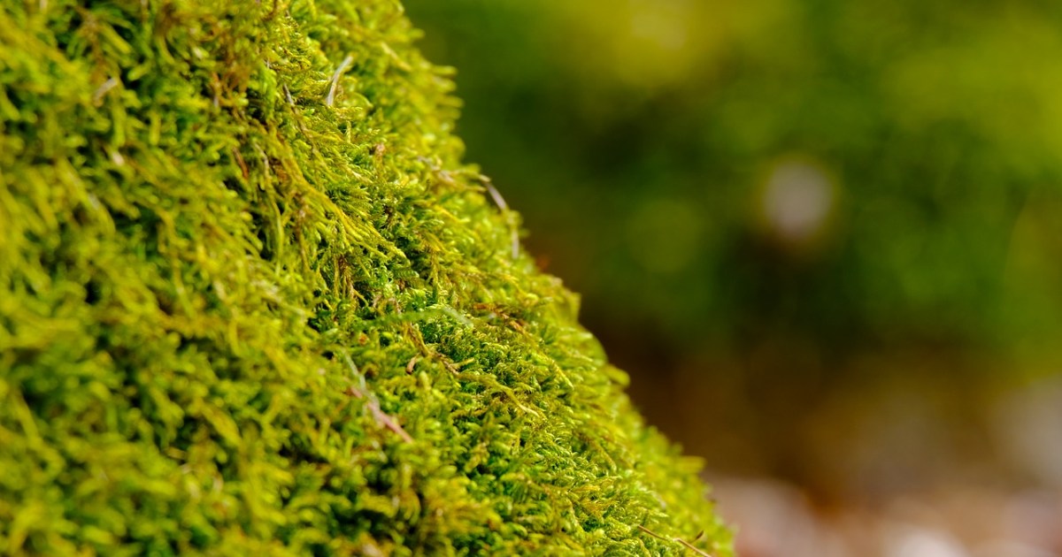 When Is The Best Time To Plant Moss?
