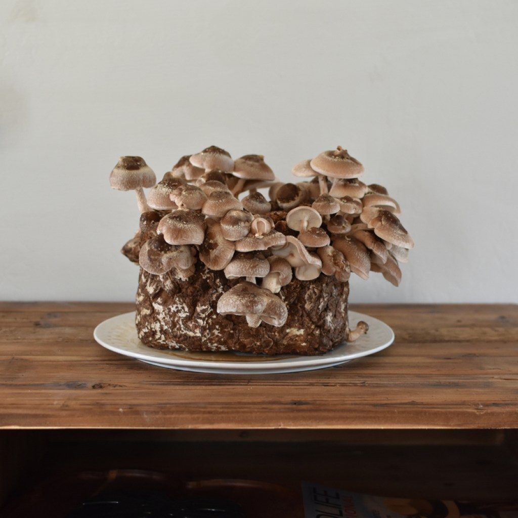 A flourishing mushroom growing kit